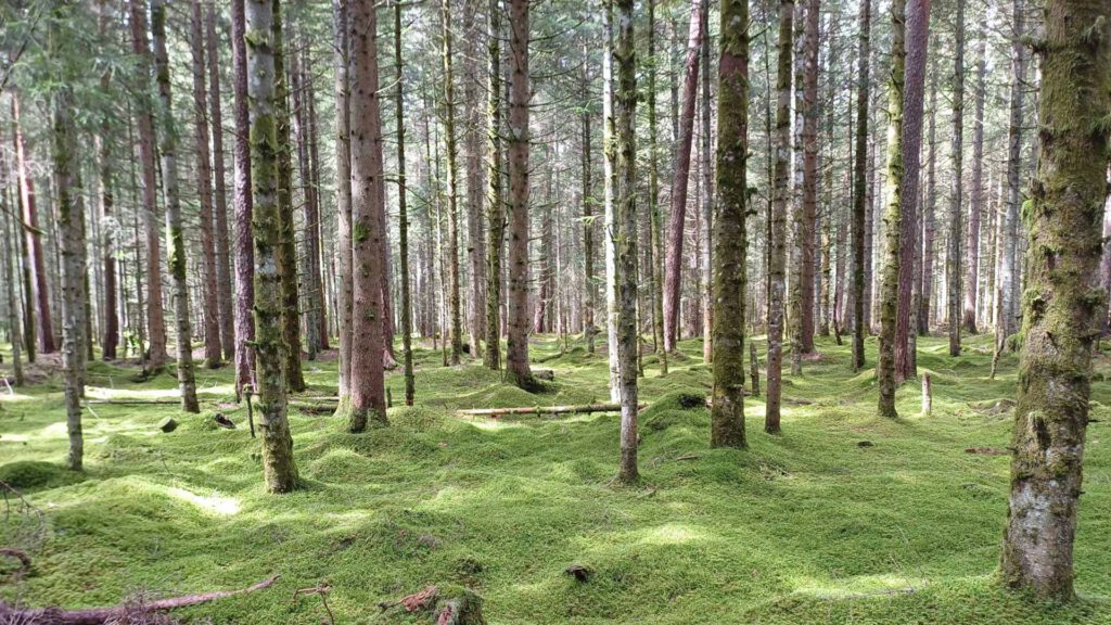 Friedwald