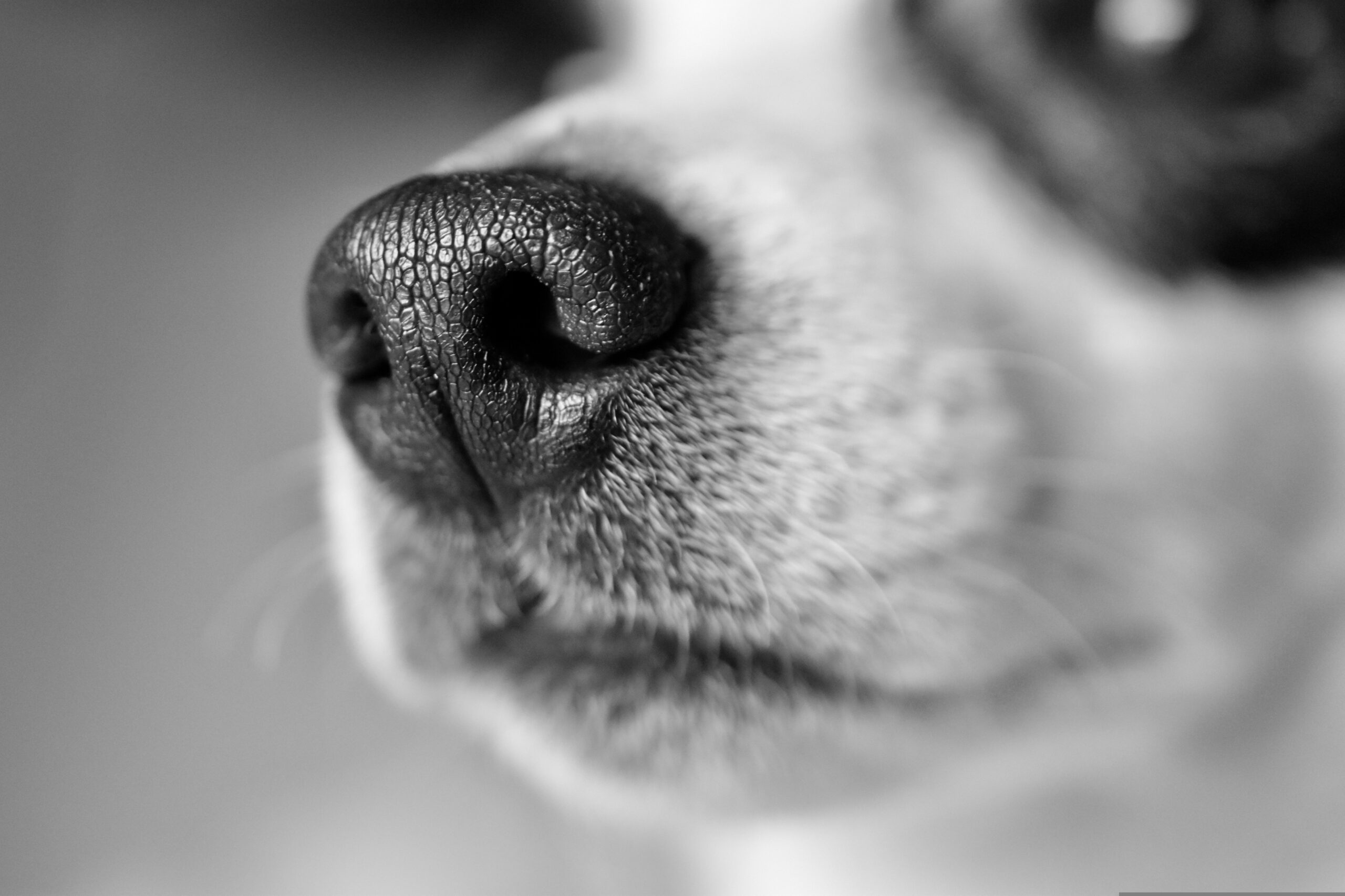 Hundeschnauze