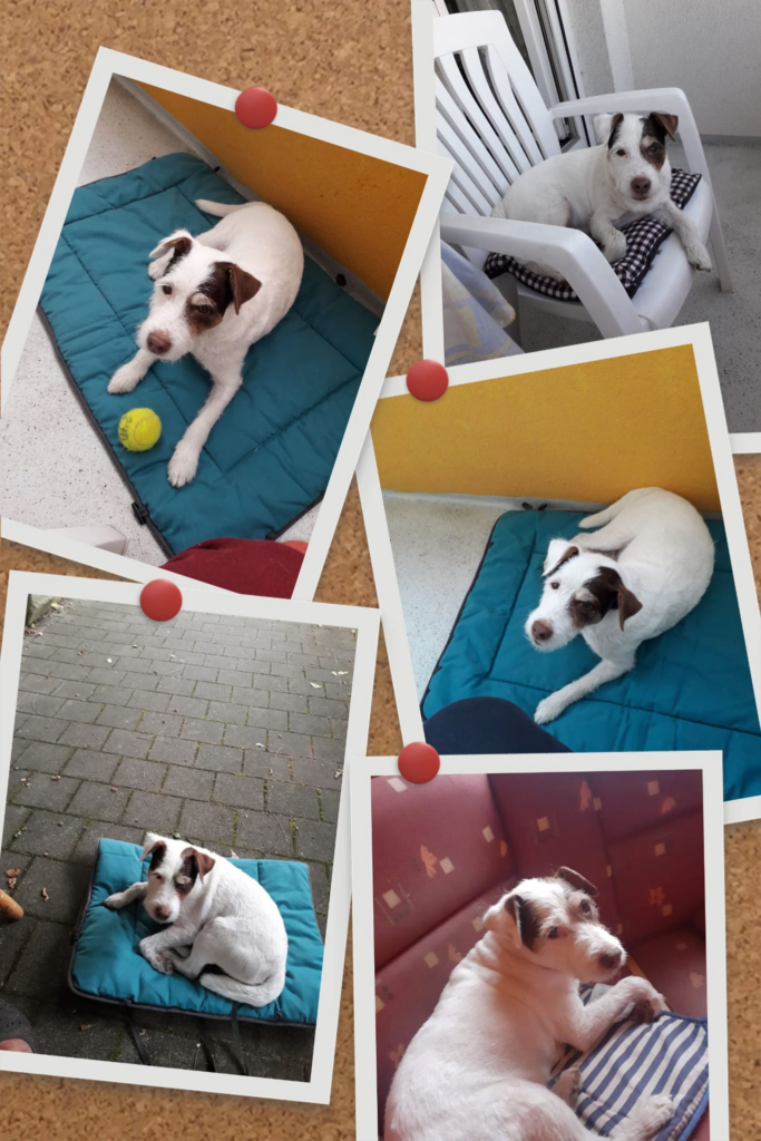 Fotos von Rex